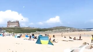 Seagulls Gone Wild Food Thieves of the Beach