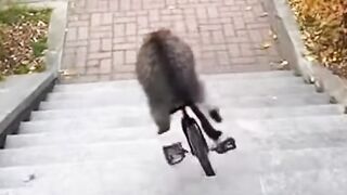 Cycling first