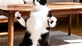 morning exercise cat