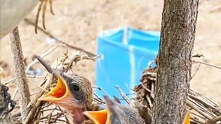 Long tailed shrike birds