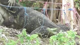 Uwah mantap seru abis mereka.!