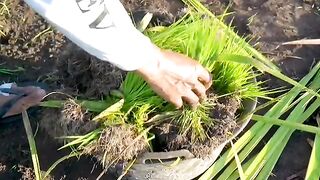 Planting rice