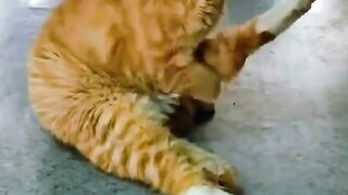 Oyen gatal Mak