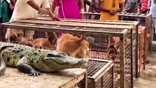 A wild moment at the Indian animal market