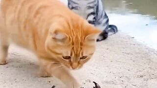 Funny animals