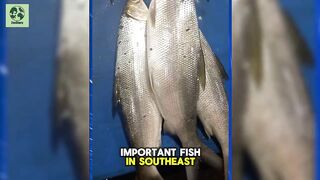 The Remarkable Milkfish  Indonesias Iconic Seafood