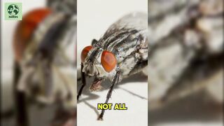 The Fascinating Life of Dung Flies