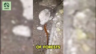The Fierce World of Centipedes