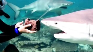 POV Feeding Wild Shark