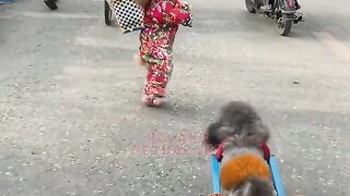 Cute dog