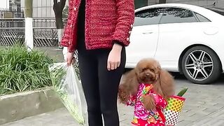 Cute dog