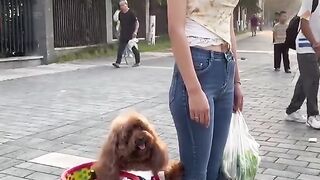 Cute dog