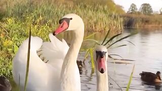 A pair of swans swimming in the wild