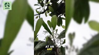 The Selfless World of Ants