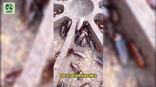 Amazing Facts About Cockroaches