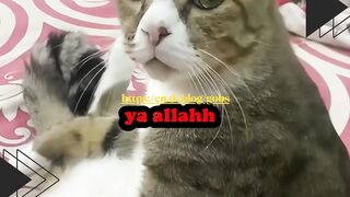 Kucing Lagi Anteng, Eh Malah Diganggu Majikannya!