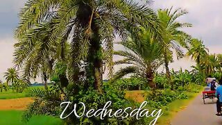 Nature From Bangladesh