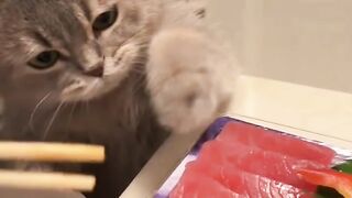 When Your Cat Thinks Sashimi Is for Them