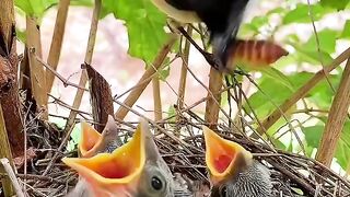 Bird lovers, long tailed shrike birds