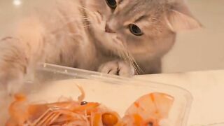 cute cat eating shrimp