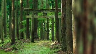 Wakamiya Shrine -若宮神社- Hyogo