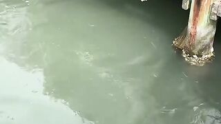 The Ocean Giants Massive Goliath Groupers Up Close!