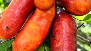 Fingersop Fruit