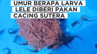 UMUR berapa LARVA lele diberi pakan CACING SUTERA