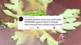 Tidak perlu MOLASE GARAM atau DAUN PEPAYA Cukup dengan ini air kolam hijau ALAMI