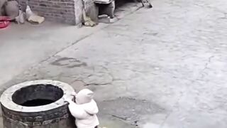 Rescue dog