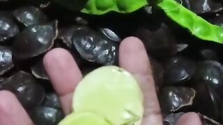 Jengkol and petai are favorite foods.