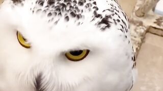 Thats such a cute owl!