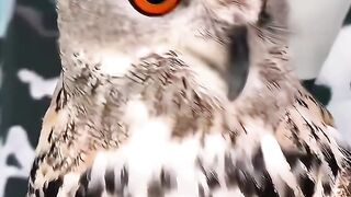 This cute little owl is just too adorable! With its big eyes and fluffy body, it looks like its thinking about snacks instead of flying.