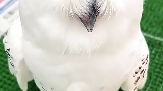 This cute little owl is just too adorable! With its big eyes and fluffy body, it looks like its thinking about snacks instead of flying.