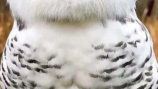 This cute little owl is just too adorable! With its big eyes and fluffy body, it looks like its thinking about snacks instead of flying.