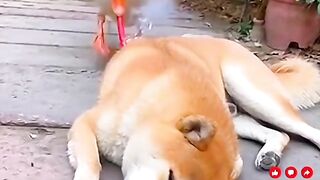 Goose  Dog The Wake-Up Prank!
