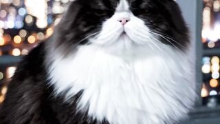 Fluffy Cat Staring at the City Lights Nighttime Thoughts