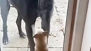 Barks  the Door Opens  funny dog
