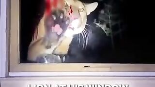 This Mountain Lion Clawed His Window at 3AMshorts