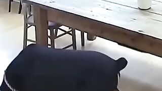 HERO Dog Drags Baby to Safety During Earthquake (CCTV Footage) created by AI