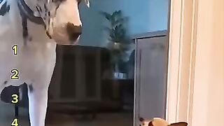 Dogs being idiots Funny dogs compilation funnydog funnypet cuted