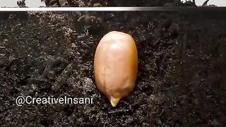 Time lapse peanuts