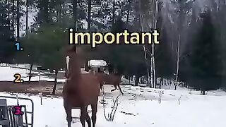 Ranking the funniest animal voiceover