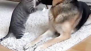 Cat Attack on German  What He Did Next Will Shock You!