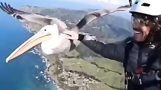 Can You Believe This Bird Let Me Pet It