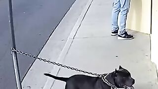 El perro no dudó ni un segundo