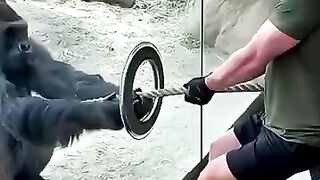 Gorilla vs 3 Men in Tug of War gorilla tugofwar animalstrength