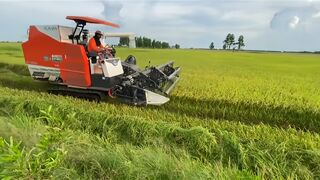 tổng hợp máy cắt lúa đẹ