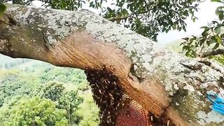 Harvesting forest honey