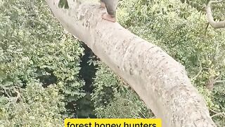 Forest honey hunter